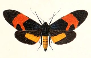 <i>Milionia callimorpha</i> Species of moth