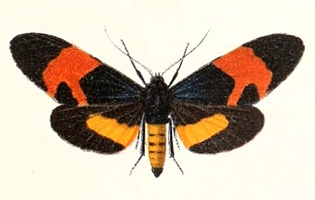 Milionia callimorpha