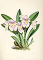 Miltoniopsis vexillaria (as syn. Odontoglossum vexillarium) plate 29 in: James Bateman: A Monograph of Odontoglossum, (1874)