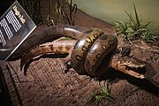 A Struggle to Death: Anaconda and Caiman