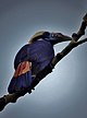 Mindoro Hornbill (female) - 1.jpg