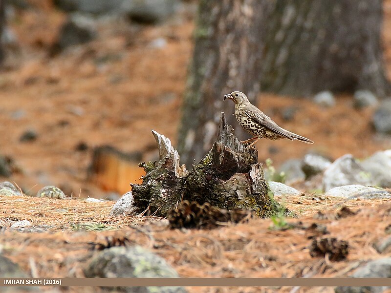 File:Mistle Thrush (Turdus viscivorus) (27939956795).jpg