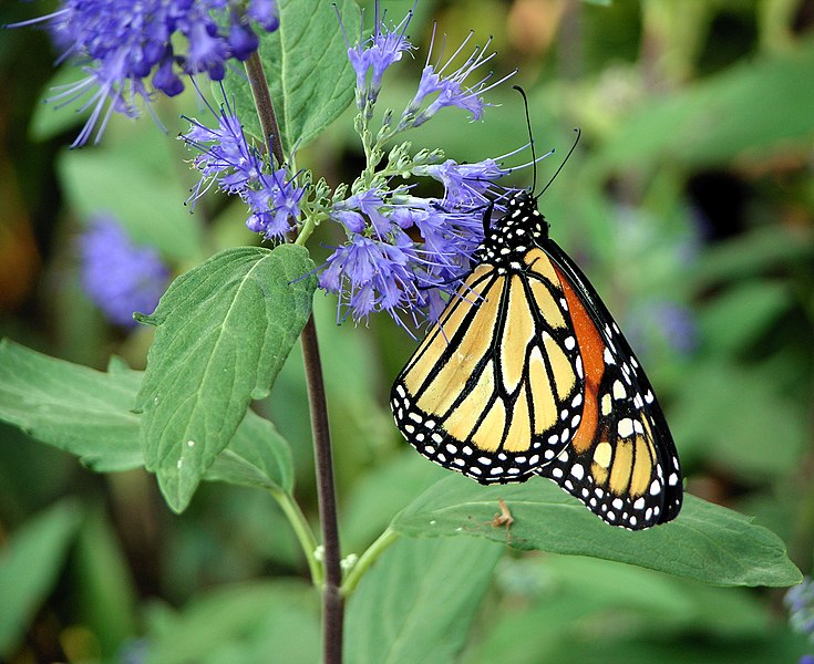 File:Monarch Butterfly Purple Flower 3000px edit.jpg