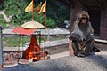 Monkey on the walk way Bridge at Gaurighat on the Bagmati River, Kathmandu, Nepal