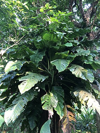 <i>Monstera egregia</i> Species of plant