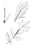 Larva Figure 1 Moths of the British Isles Series2 Plate071.jpg