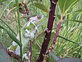 Moulting Cape Dwarf Chameleon.jpg