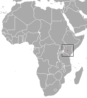 Mount Kenya mole shrew species of mammal
