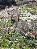 Thumbnail for File:Mount lebanon spring time 2.jpg