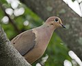 Mourning dove artesemia lake august (14432027045).jpg