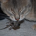 Cat eats mouse