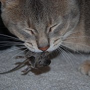 Un gatto che mangia un topo.