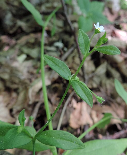 File:Myosotis sparsiflora kz3.JPG