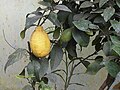 Citrom (Citrus × limon)