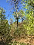 Buchenwälder im Rosengarten