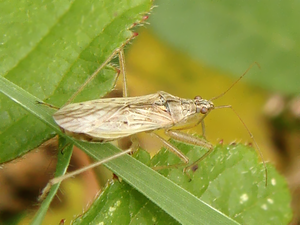 Nabis pseudoferus ibericus