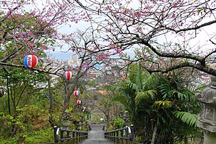 Kirsikoita Nagon linnan puistossa
