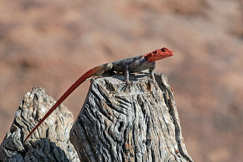 File:Namib rock agama (Agama planiceps) male.jpg