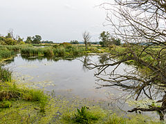 Landschaft im Nationalpark Unteres Odertal bei Stolpe