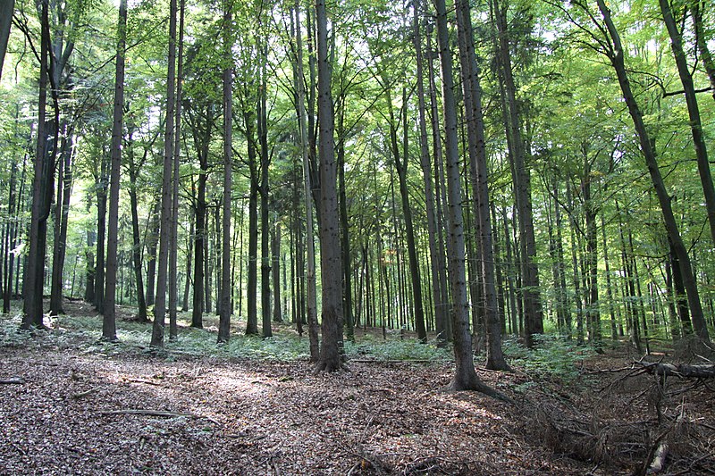 File:Natural monument Rukavecska obora (9).JPG