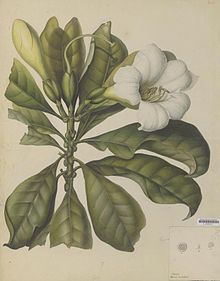 Naturalis биоалуантүрлілік орталығы - L.0939514 - Fagraea auriculata Jack - Artwork.jpeg