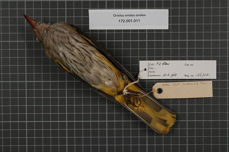 File:Naturalis Biodiversity Center - RMNH.AVES.56708 2 - Oriolus oriolus oriolus (Linnaeus, 1758) - Oriolidae - bird skin specimen.jpeg