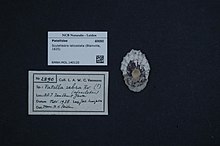 מרכז המגוון הביולוגי נטורליס - RMNH.MOL.140120 - Scutellastra laticostata (דה בלאנוויל, 1825) - Patellidae - Mollusc shell.jpeg