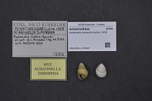 Naturalis биоалуантүрлілік орталығы - ZMA.MOLL.373497 - Achatinella dimorpha Gulick, 1858 - Achatinellidae - Mollusc shell.jpeg