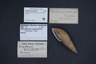 <i>Gonyostomus</i> Genus of gastropods