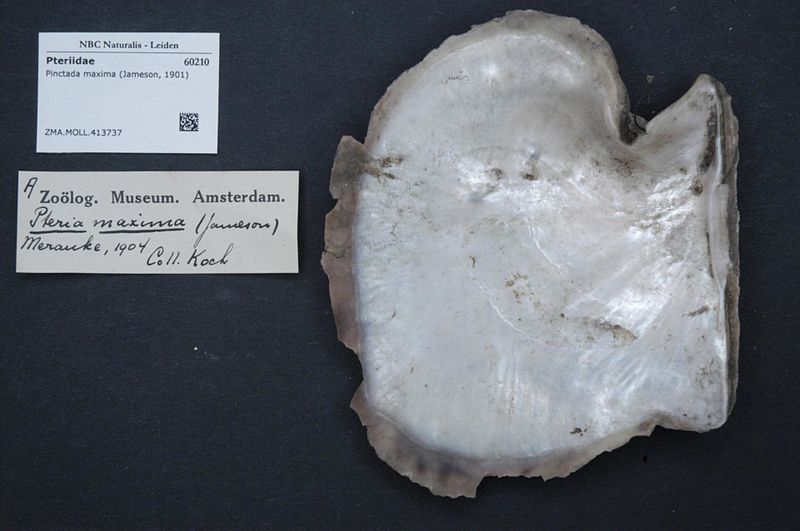 File:Naturalis Biodiversity Center - ZMA.MOLL.413737 - Pinctada maxima (Jameson, 1901) - Pteriidae - Mollusc shell.jpeg