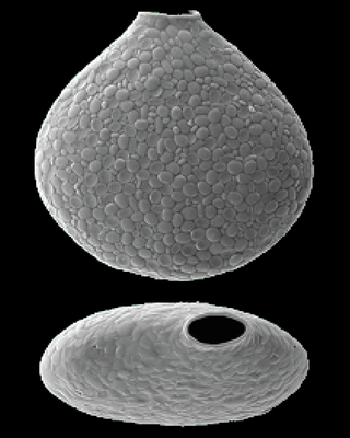 <i>Nebela</i> Genus of testate amoebae