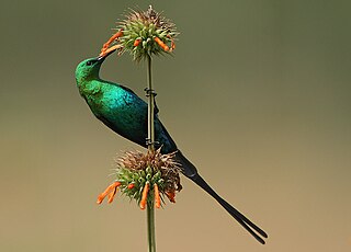 Malachite sunbird Species of bird