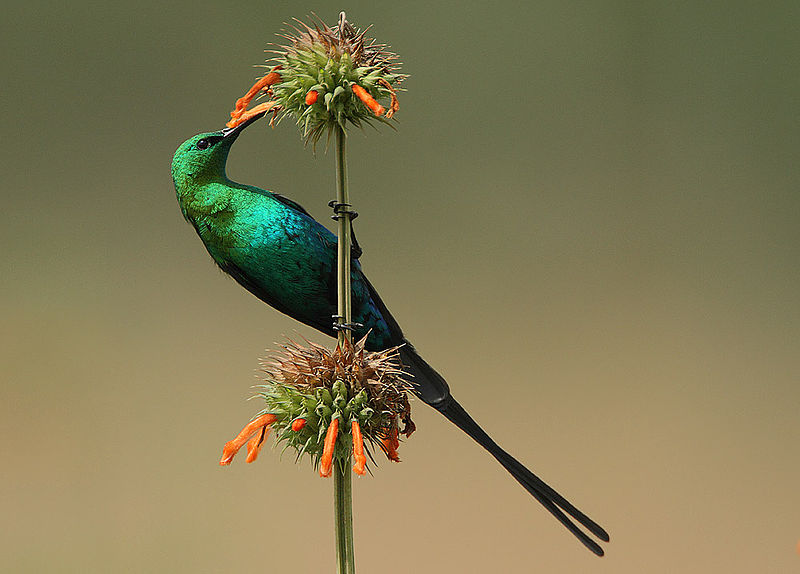 File:Nectarinia famosa (Malachite Sunbird).jpg