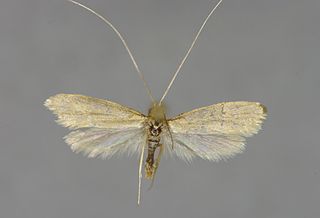 <i>Nematopogon sericinellus</i> Species of moth