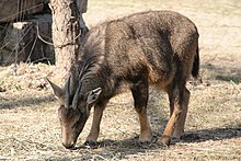 Foto de malgranda, bruneta kapro-simila besto kun ĝia kapo malsupren manĝas