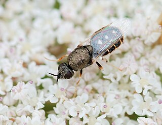 <i>Nemotelus pantherinus</i> Species of fly