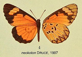 <i>Mimacraea neokoton</i> Species of butterfly