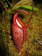 Nepenthes natural hybrid Sumatra1.jpg