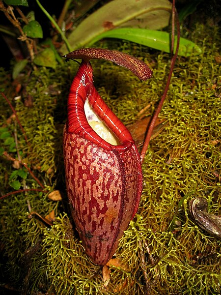 File:Nepenthes natural hybrid Sumatra1.jpg