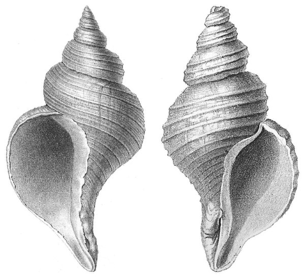 Shells of two different species of sea snail: on the left is the normally sinistral (left-handed) shell of Neptunea angulata, on the right is the norm