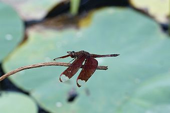 Fulvous Forest Skimmer Neurothemis fulvia