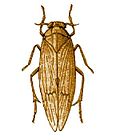 Thumbnail for Brown planthopper