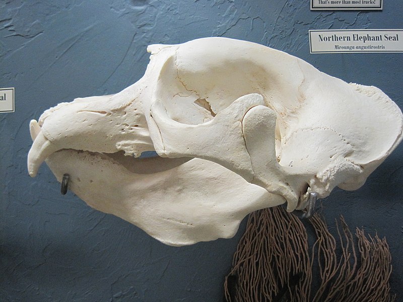 File:Northern Elephant Seal Skull.jpg