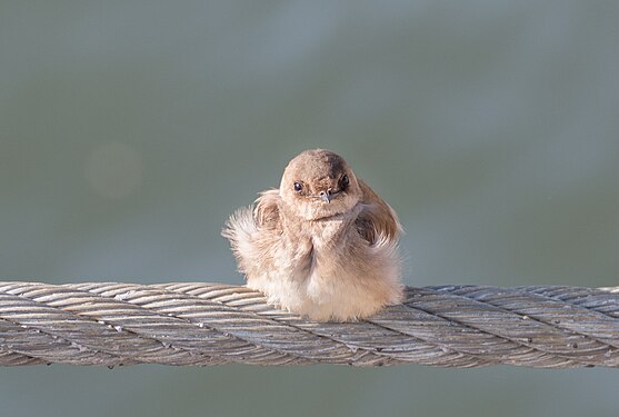 Northern rough-winged swallow in Red Hook