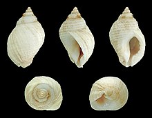 Five views of a white shell of Nucella lapillus Nucella lapillus 01.JPG