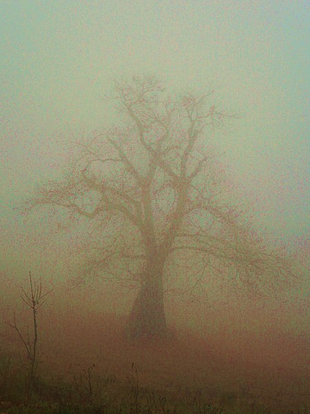 File:Nudo nella nebbia - panoramio.jpg