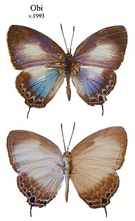 <i>Hypochlorosis</i> Butterfly genus in family Lycaenidae