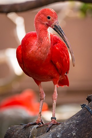 <span class="mw-page-title-main">Scarlet ibis</span> Species of bird