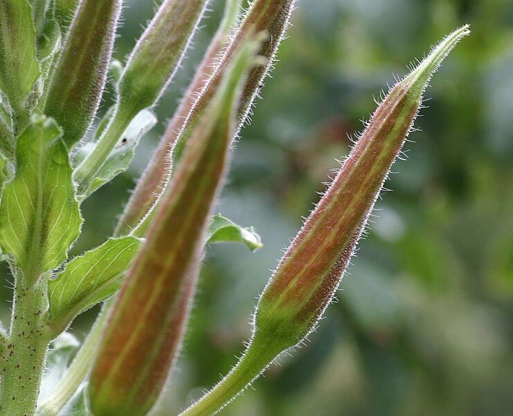 File:Oenothera erythrosepala flower still closed.JPG