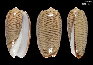 <i>Oliva neostina</i> Species of gastropod